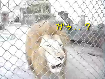 ライオンの吼え方