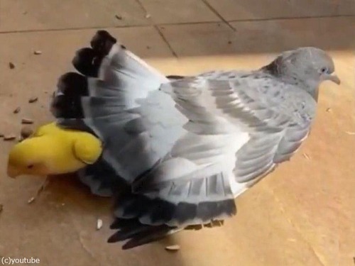 ���󥳤ȥϥȤ���ͧ02