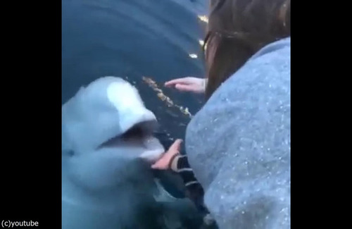 륫iPhone򽦤äƤ줿04