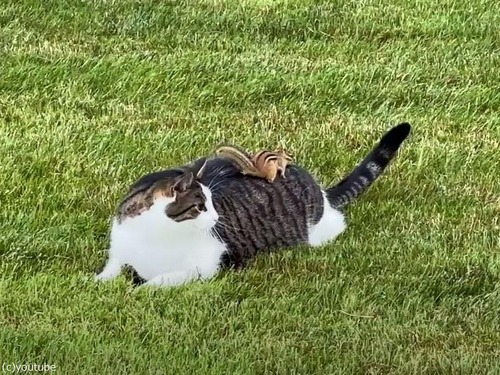 猫とシマリスが仲良く遊び始めた