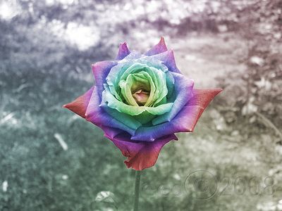 薔薇08