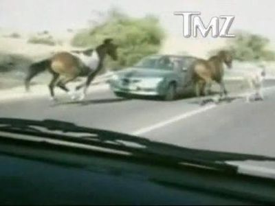 道路を馬が気持ちよく疾走