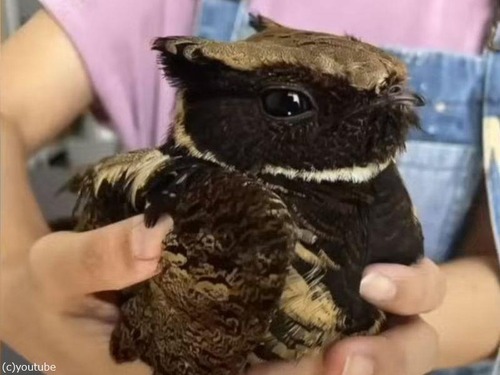 手乗りミニドラゴンと呼ばれる鳥「オオミミヨタカ」は大きな目や羽毛が特徴的（動画）