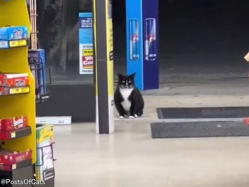 「どうやらこの猫は自分を『自動ドアを開ける係』だと思っている…」みんなが通れるように働く