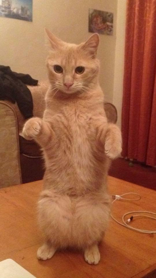 ケニアで子猫09