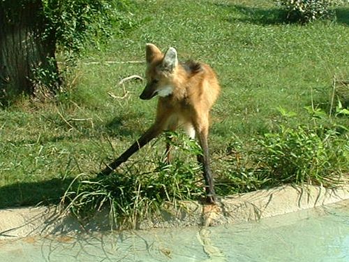 タテガミオオカミ06