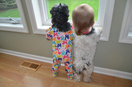 犬と赤ちゃん02