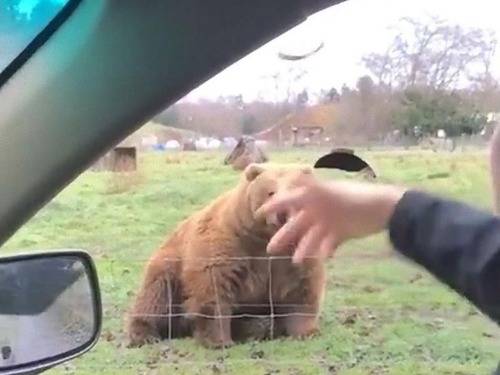 ���ޤ˿��ѥ��եꥹ�ӡ��Τ褦���ꤲ��02