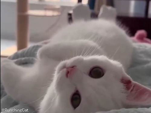 猫が「足の動き」で感情を表現するとき…