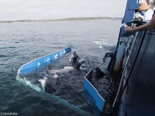 カナダに5mの巨大ザメ「海の女王」07