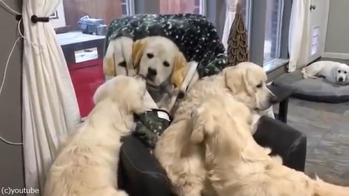 ブランケットに興味津々01