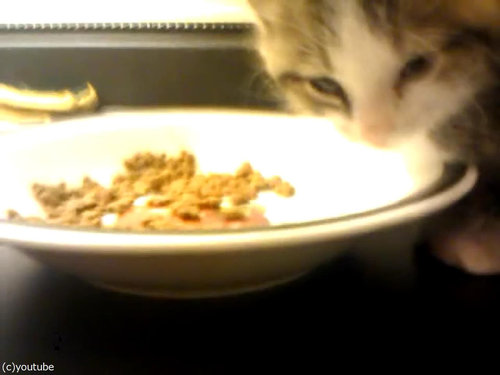 ご飯を食べる子猫…眠気に負ける05