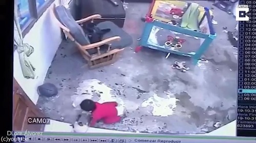 シャム猫が人間の赤ちゃんを必死に守る03