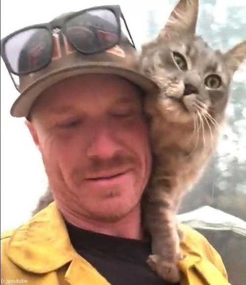 山火事から救出された猫03