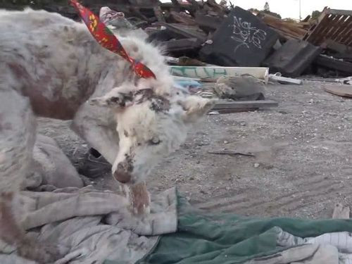 ���ߤλ�����餹�ۡ���쥹����߽�06