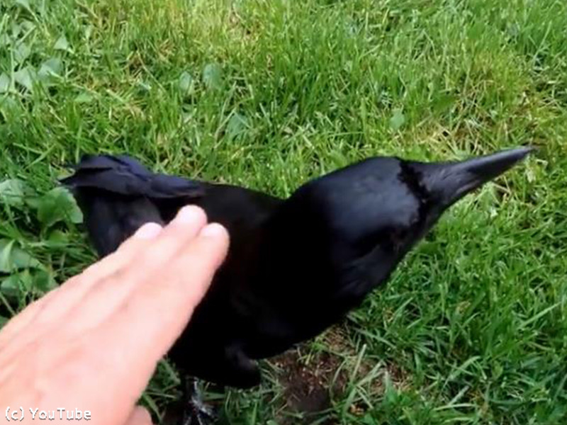 カラスってこんなに懐くんだ ナデナデされて喜ぶメイプルちゃん 動画 らばq カラスってこんなに懐くんだ ナデナデされて喜ぶメイプルちゃん 動画 らばq