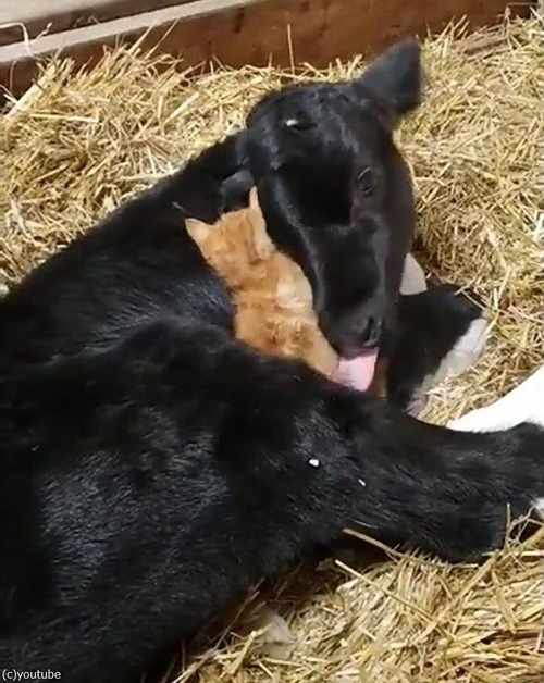 ǭ�ȵ����֤���󤬿Ȥ�󤻹礦01