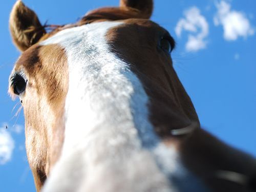 80歳のおばあちゃんが乗馬00