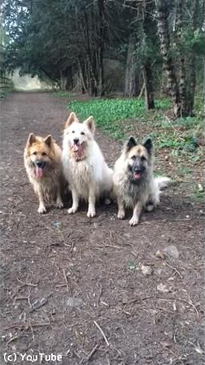 チームワーク抜群なワンコたち01