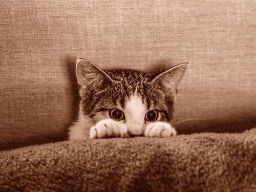 猫を飼うために妻を2年説得した