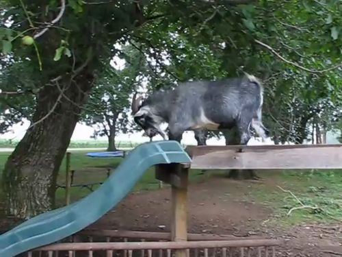 すべり台で遊ぶヤギ01