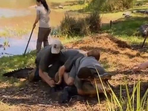 命がけのワニ取り押さえ01