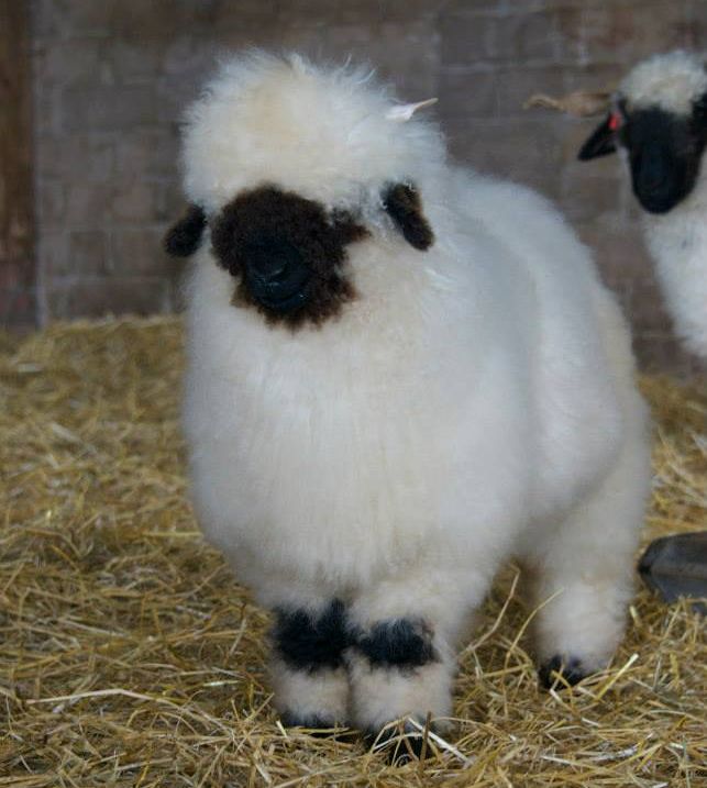 世界一キュートだと言われる羊 Valais Blacknose はホントにかわいかった 写真いろいろ らばq