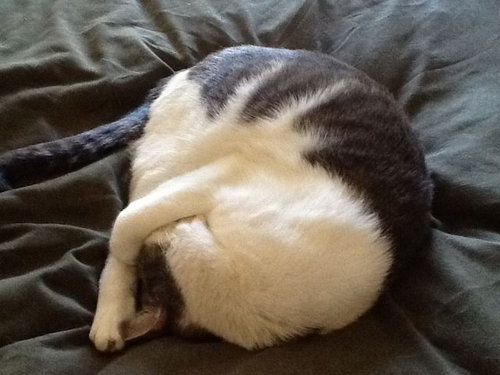 なぜ猫はえらいのか13