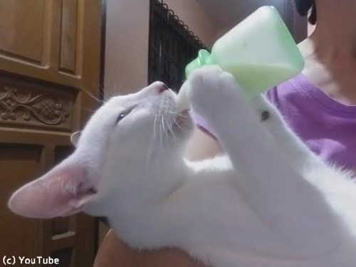 �ߥ륯�������ǰ���˥��00