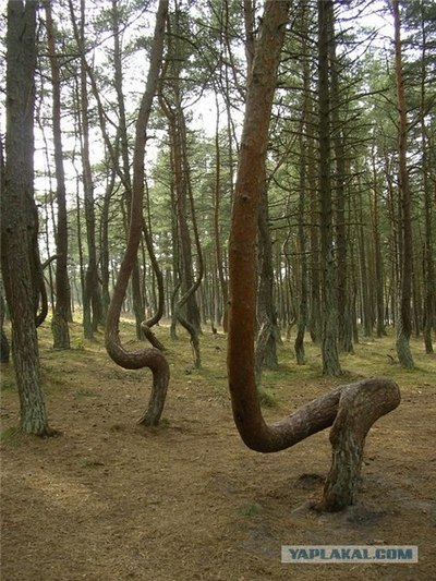 ロシアの踊る森03