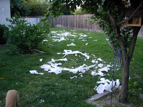 ペットのいたずら15