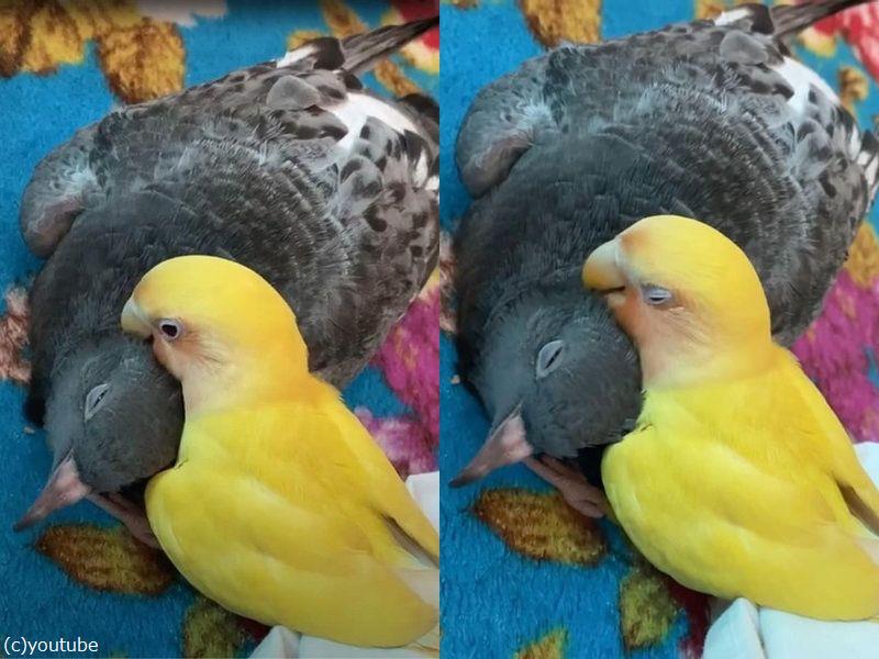 甘えるハトを小さなインコが抱きしめる 親友の2羽 動画 らばq