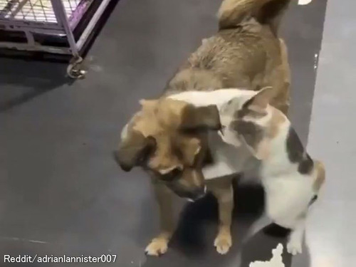 「そんなに恋しかったんだ…」猫と犬が2週間ぶりに再会するとき