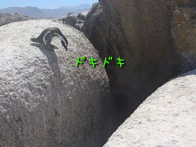 決死のペンギン