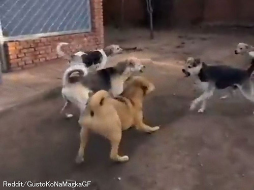 「若い犬たちのケンカを一瞬にして止めた…このボス犬はどうやって威厳を手に入れたのだろう？」