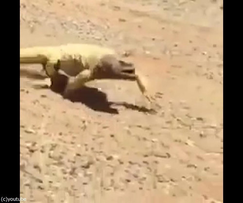 トカゲが走ってくる理由03