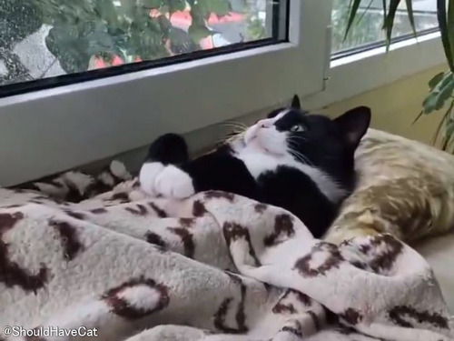 「この猫は、今日は何の予定もなさそうだ…」気力を失った姿