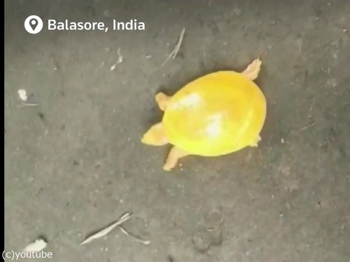 神々しい黄色の亀が発見される01