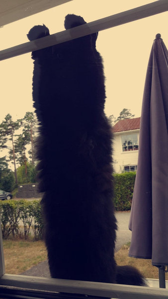 家に入れてほしいときの猫01