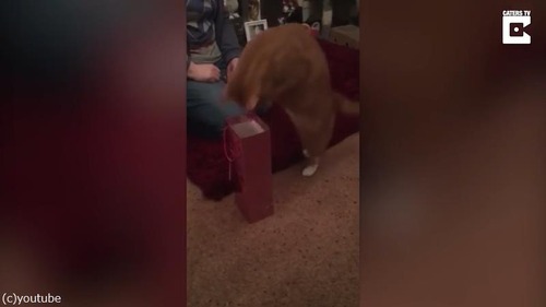 狭いところ好きな猫に訪れた悲劇02