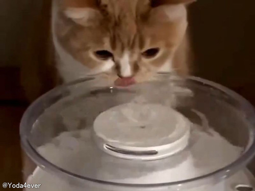 猫のために自動給水器を導入したけど…概念を理解してくれないとき