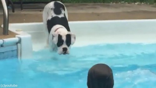 子どもたちから水遊びを教わるワンちゃん01