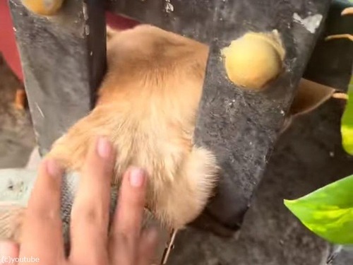 柵に首がハマってしまった犬を救出…感謝のダンスを踊る（動画）