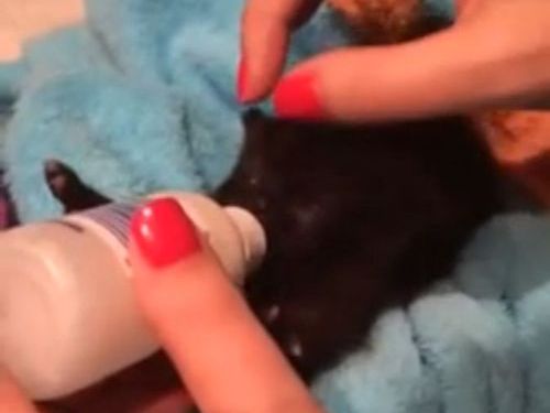 ミルクを飲む子猫のリアクション01