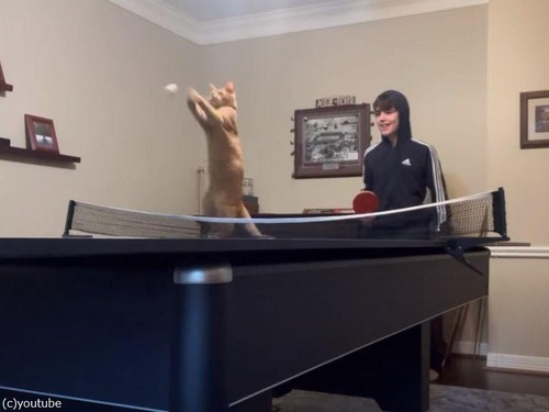 卓球の達人猫