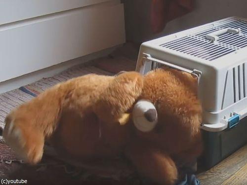 クマのぬいぐるみと一緒じゃないと昼寝をしない犬08