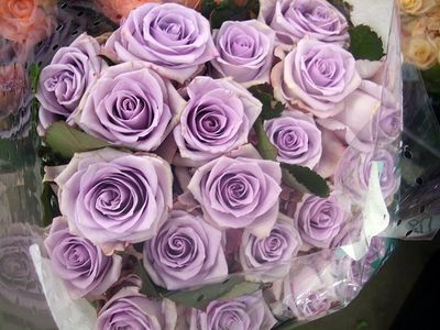 薔薇01