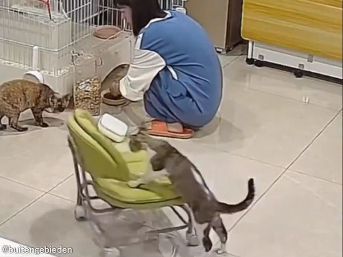 猫の恩返し…ごはんを用意する女性の腰を守る