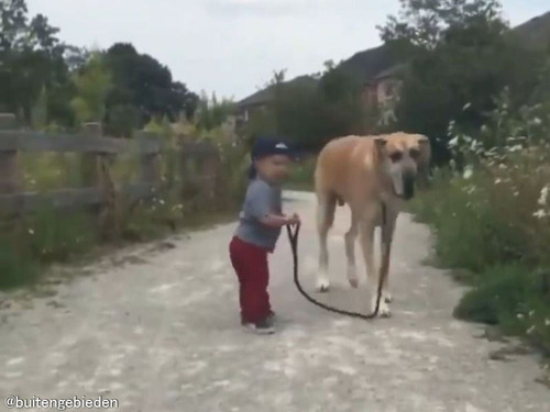 優しい大型犬と幼い少年が散歩をすると…主従関係は入れ替わる
