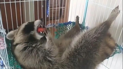 リラックスし過ぎなアライグマ01